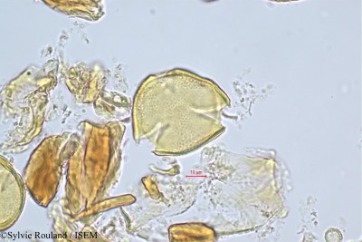 Sylvie.Rouland/Ochrocarpos_eugenioides_512/Ochrocarpos_eugenioides_512_0001(copy)_thumb.jpg