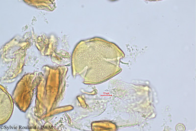 Ochrocarpos eugenioides - lame n° 512