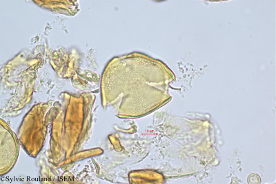 Ochrocarpos eugenioides - lame n° 512