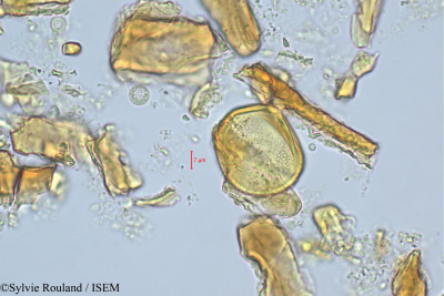 Ochrocarpos eugenioides - lame n° 512