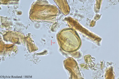 Ochrocarpos eugenioides - lame n° 512