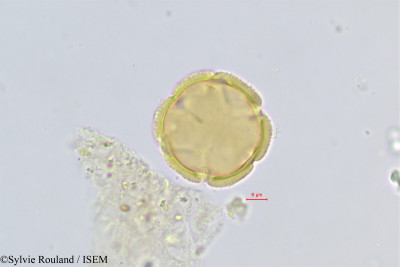 Sylvie.Rouland/Ochrocarpos_madagascariensis_511/Ochrocarpos_madagascariensis_511_0001(copy)_thumb.jpg