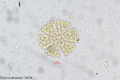 Sylvie.Rouland/Ocimum_basilicum_5659/Ocimum_basilicum_5659_0001(copy)_thumb.jpg