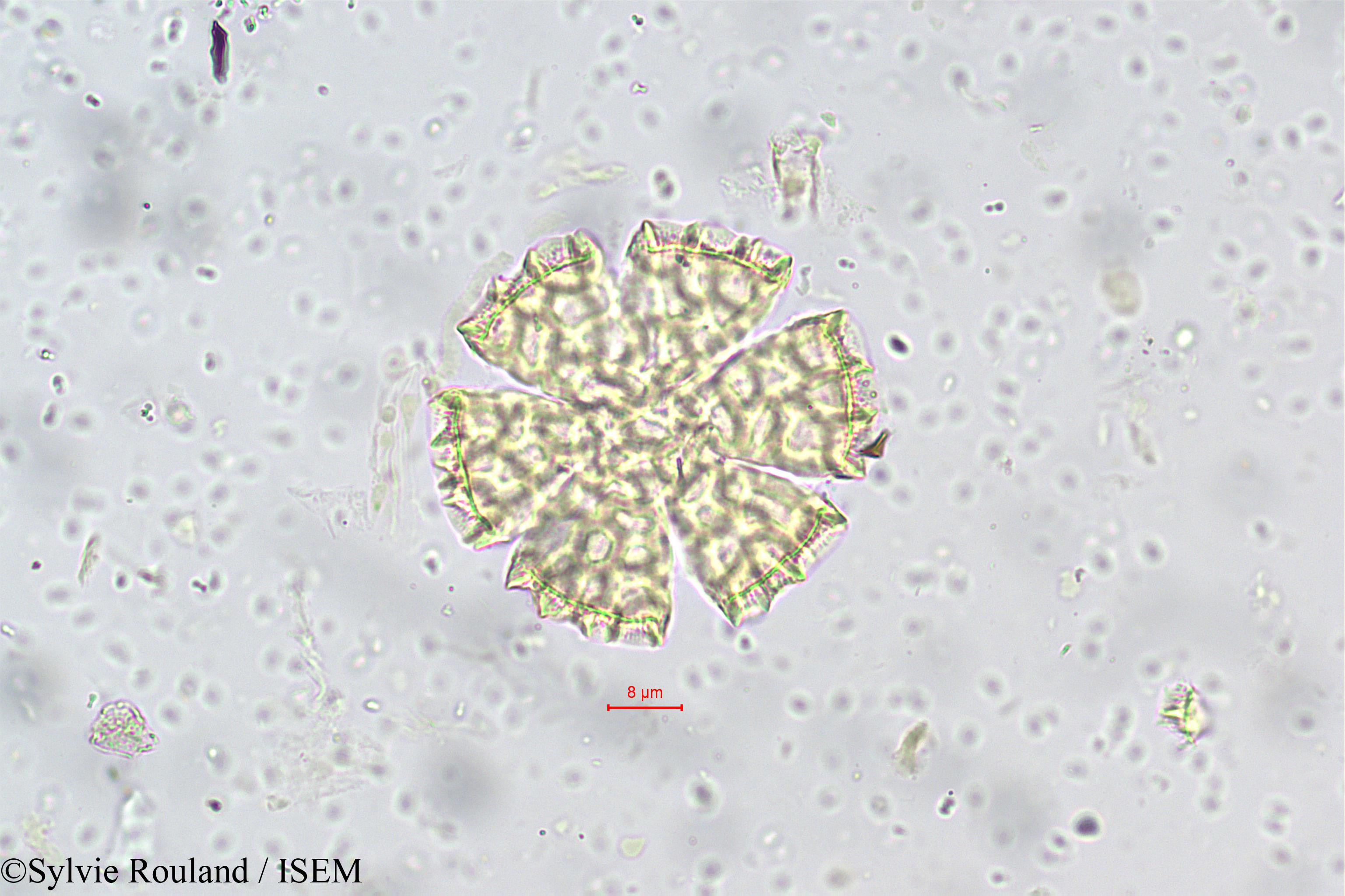 Sylvie.Rouland/Ocimum_basilicum_5659/Ocimum_basilicum_5659_0002(copy).jpg