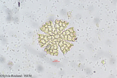 Ocimum basilicum - lame n° 5659