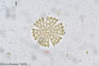 Ocimum basilicum - lame n° 5659