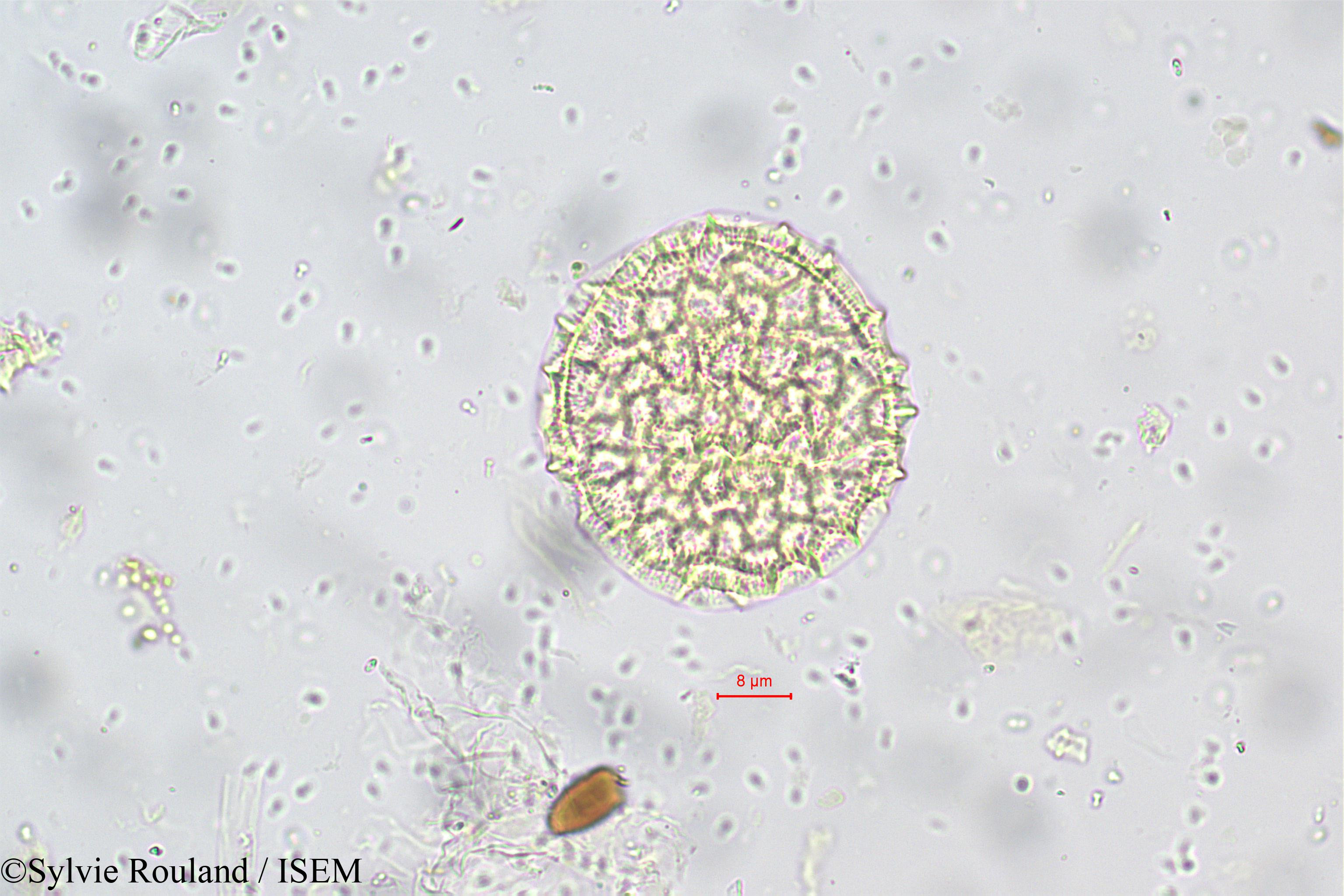 Sylvie.Rouland/Ocimum_basilicum_5659/Ocimum_basilicum_5659_0004(copy).jpg