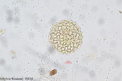 Ocimum basilicum - lame n° 5659