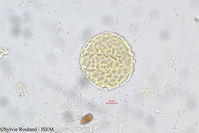 Ocimum basilicum - lame n° 5659