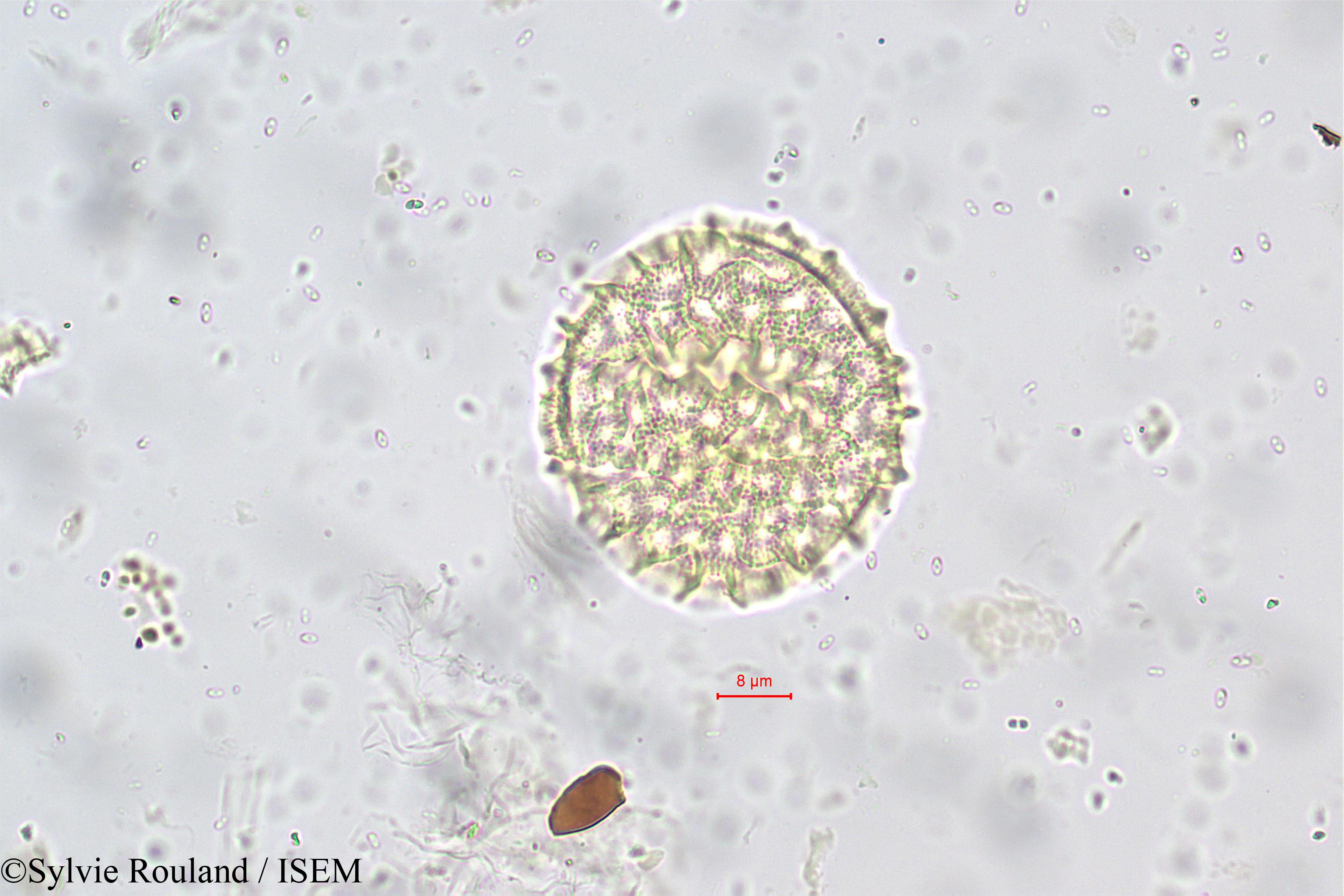 Sylvie.Rouland/Ocimum_basilicum_5659/Ocimum_basilicum_5659_0006(copy).jpg