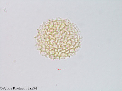 Sylvie.Rouland/Ocimum_gratissimum_3103/Ocimum_gratissimum_3103_0001(copy)_thumb.jpg
