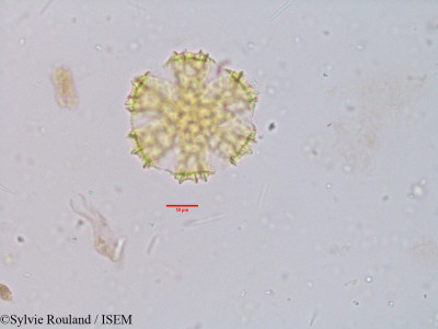 Ocimum sanctum - lame n° 3924