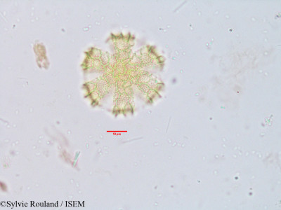 Ocimum sanctum - lame n° 3924