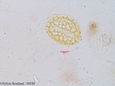 Ocimum sanctum - lame n° 3924