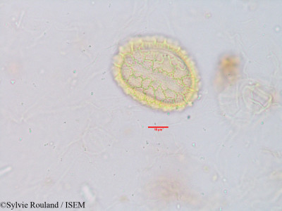 Ocimum sanctum - lame n° 3924