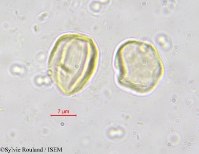 Sylvie.Rouland/Octoknema_borealis_563/Octoknema_borealis_563_0001(copy)_thumb.jpg