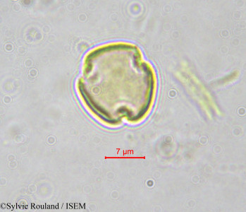 Octoknema klaineana - lame n° 562