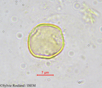 Octoknema klaineana - lame n° 562
