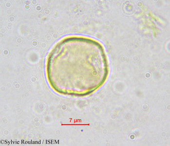 Octoknema klaineana - lame n° 562