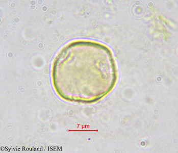Octoknema klaineana - lame n° 562