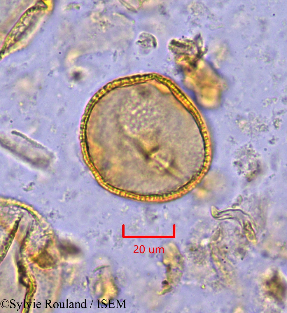 Sylvie.Rouland/Octolobus_spectabilis_1871/Octolobus_spectabilis_1871_0001(copy).jpg