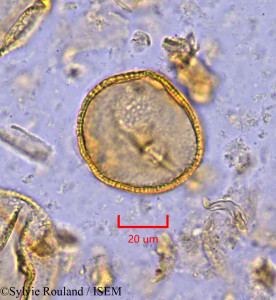 Sylvie.Rouland/Octolobus_spectabilis_1871/Octolobus_spectabilis_1871_0001(copy)_thumb.jpg