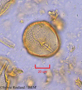 Octolobus spectabilis - lame n° 1871