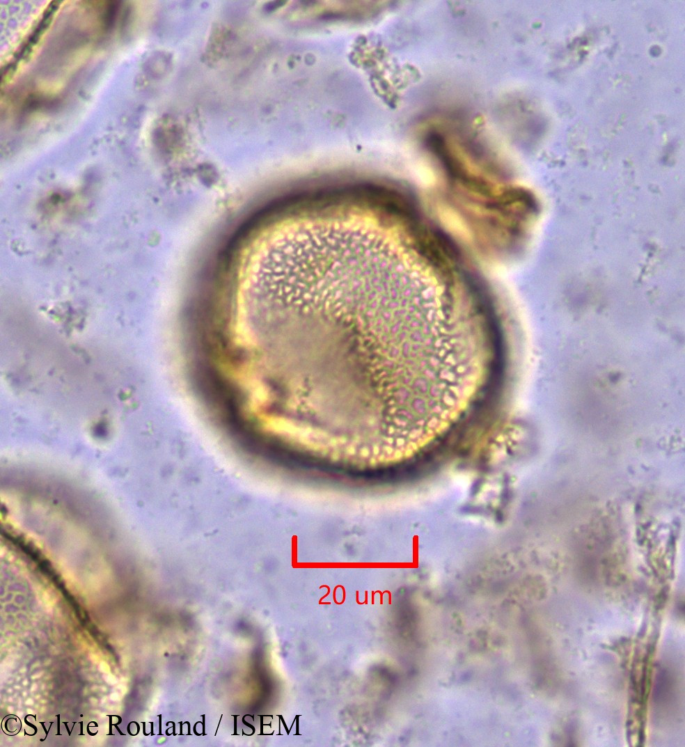 Sylvie.Rouland/Octolobus_spectabilis_1871/Octolobus_spectabilis_1871_0003(copy).jpg