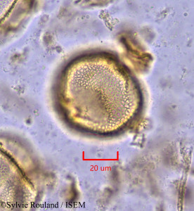 Octolobus spectabilis - lame n° 1871
