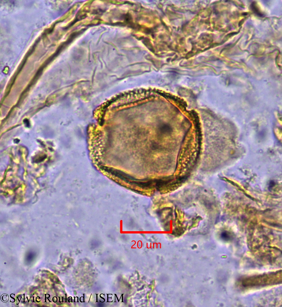 Sylvie.Rouland/Octolobus_spectabilis_1871/Octolobus_spectabilis_1871_0004(copy).jpg