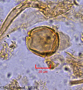 Octolobus spectabilis - lame n° 1871