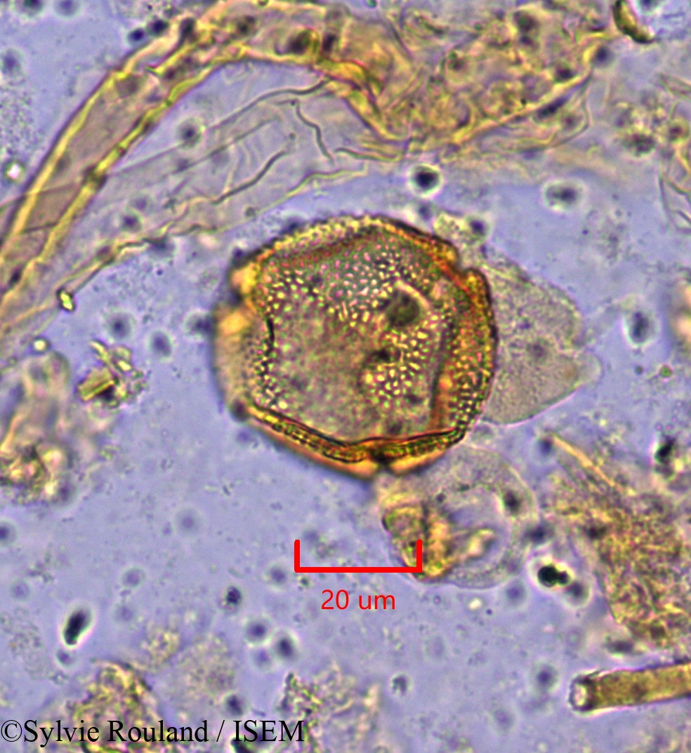 Sylvie.Rouland/Octolobus_spectabilis_1871/Octolobus_spectabilis_1871_0005(copy).jpg