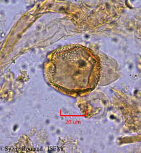 Octolobus spectabilis - lame n° 1871