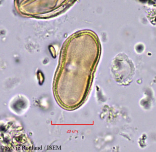 Sylvie.Rouland/Oenanthe_lachenalii_767/Oenanthe_lachenalii_767_0001(copy)_thumb.jpg
