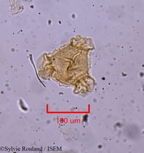 Oenothera humifusa - lame n° 1916