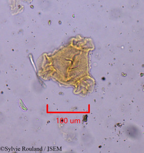 Oenothera humifusa - lame n° 1916