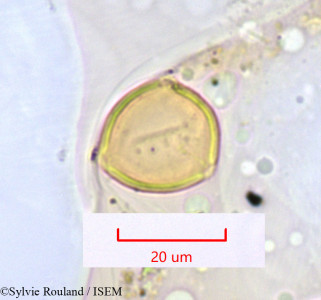 Sylvie.Rouland/Olax_glabriflora_1375/Olax_glabriflora_1375_0001(copy)_thumb.jpg