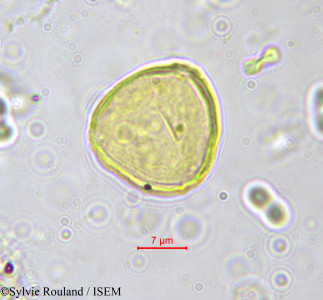 Sylvie.Rouland/Olax_minquartioides_555/Olax_minquartioides_555_0001(copy)_thumb.jpg
