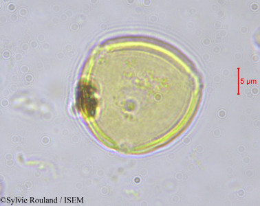 Sylvie.Rouland/Olax_subscorpioidea_553/Olax_subscorpioidea_553_0001(copy)_thumb.jpg