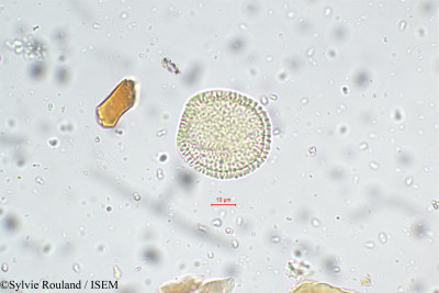 Sylvie.Rouland/Oldenlandia_corymbosa_5655/Oldenlandia_corymbosa_5655_0001(copy)_thumb.jpg
