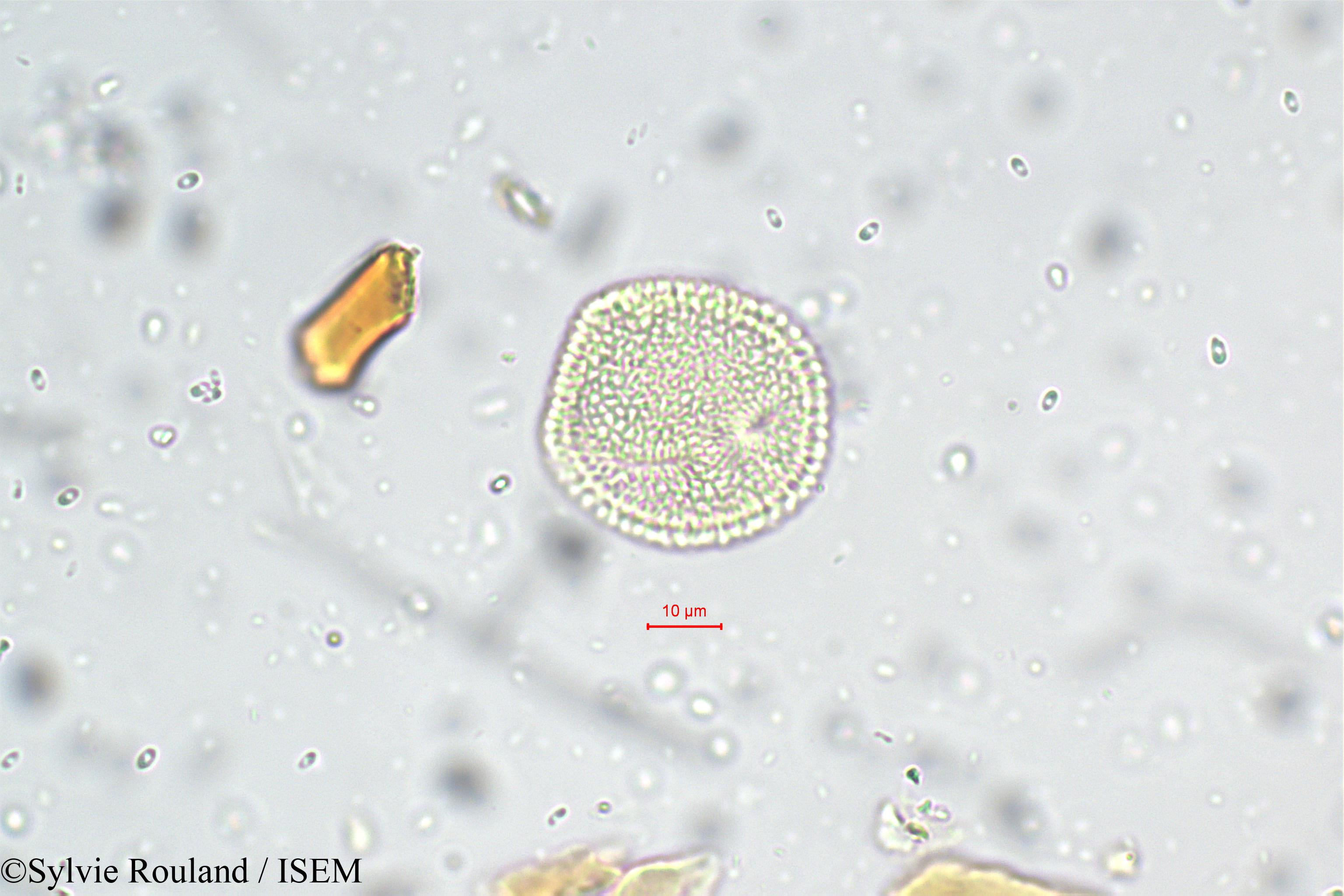 Sylvie.Rouland/Oldenlandia_corymbosa_5655/Oldenlandia_corymbosa_5655_0002(copy).jpg