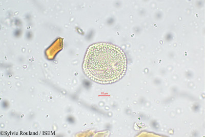 Oldenlandia corymbosa - lame n° 5655