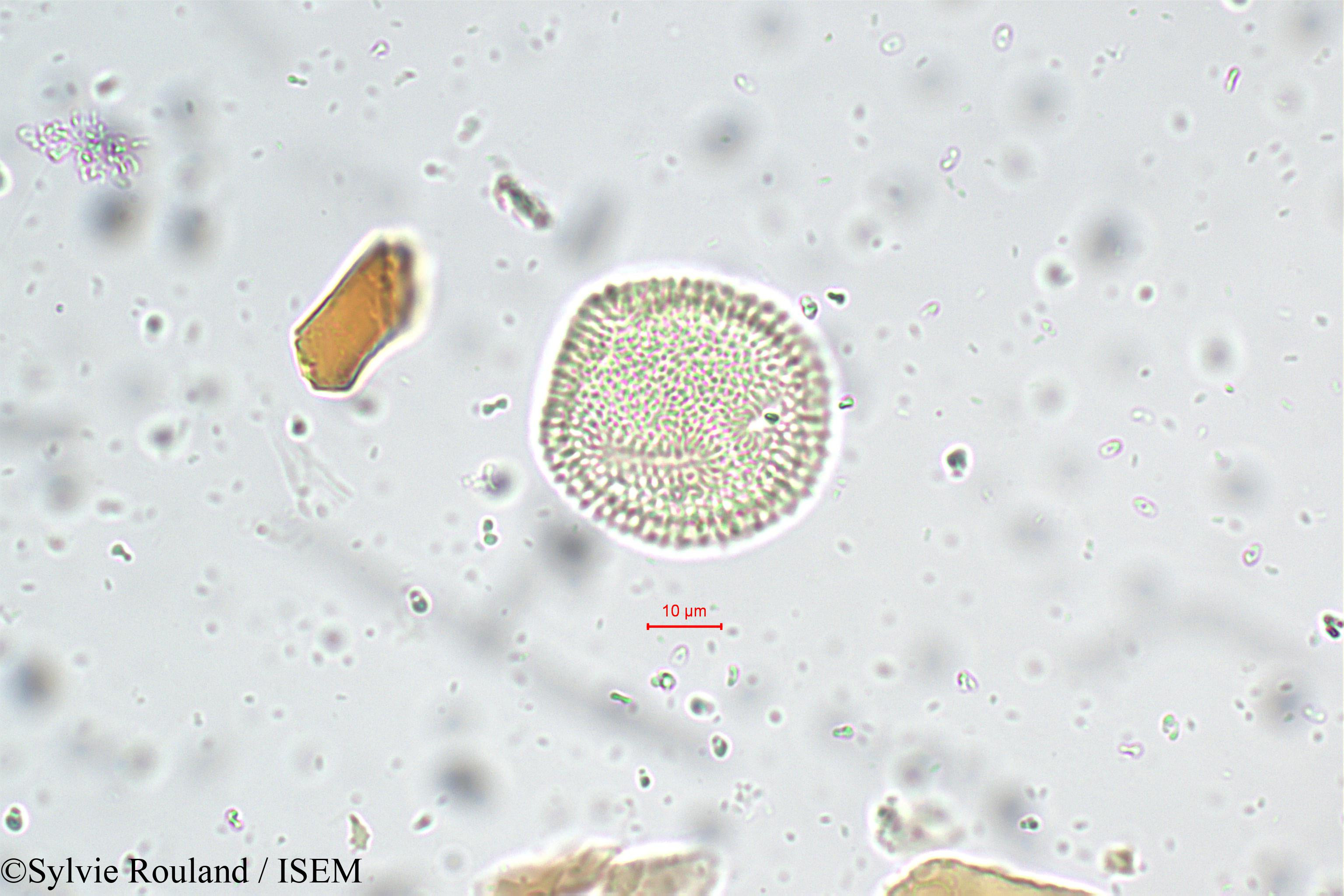 Sylvie.Rouland/Oldenlandia_corymbosa_5655/Oldenlandia_corymbosa_5655_0003(copy).jpg