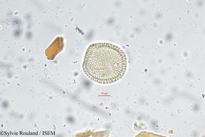 Oldenlandia corymbosa - lame n° 5655