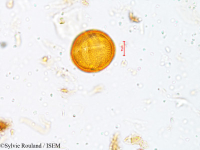 Sylvie.Rouland/Oldenlandia_purpurascens_4026/Oldenlandia_purpurascens_4026_0001(copy)_thumb.jpg