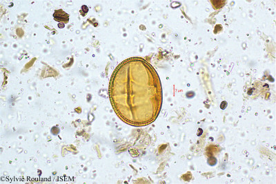 Sylvie.Rouland/Oldenlandia_verticillaris_4992/Oldenlandia_verticillaris_4992_0001(copy)_thumb.jpg