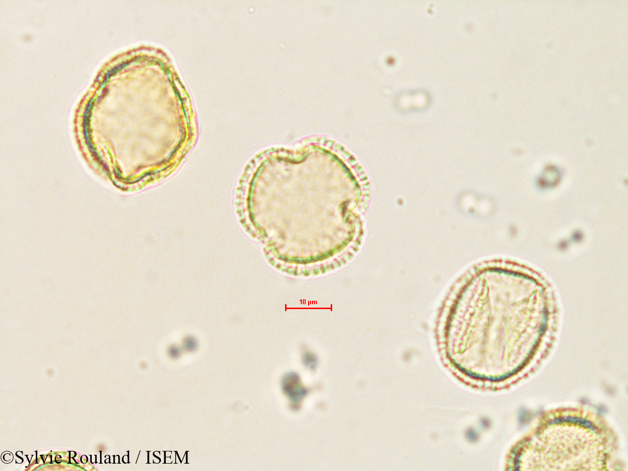 Sylvie.Rouland/Olea_europaea_35600/Olea_europaea_35600_0001(copy).jpg