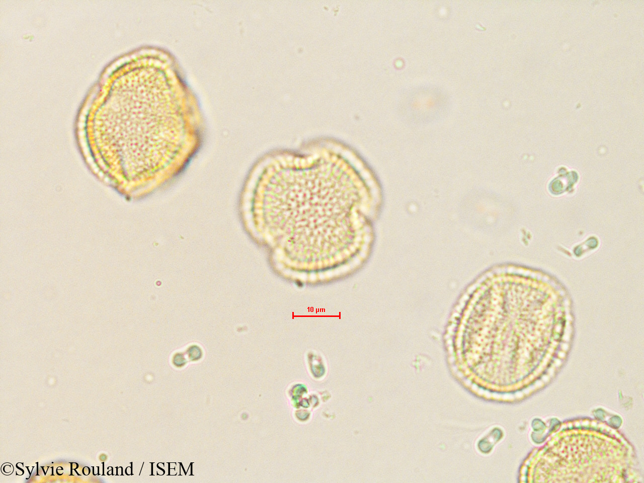 Sylvie.Rouland/Olea_europaea_35600/Olea_europaea_35600_0003(copy).jpg