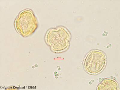 Olea europaea - lame n° 35600