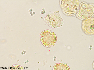 Olea europaea - lame n° 35600